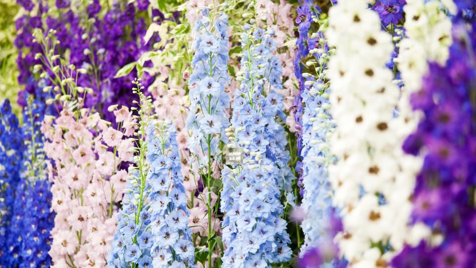 Blue and purple flowers available to see at the Chelsea Flower Show