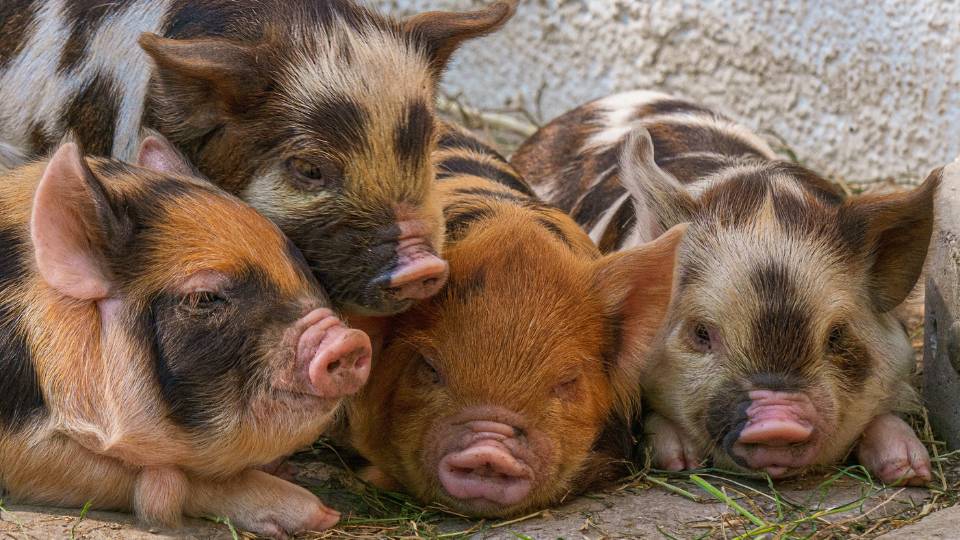 4 piglets sleeping on a farm