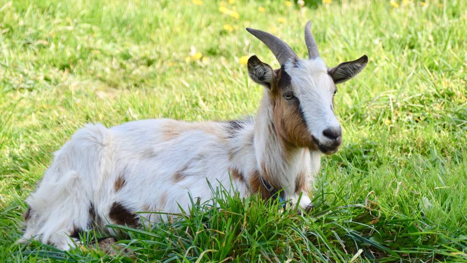 happy goat on a farm laying in a grass field