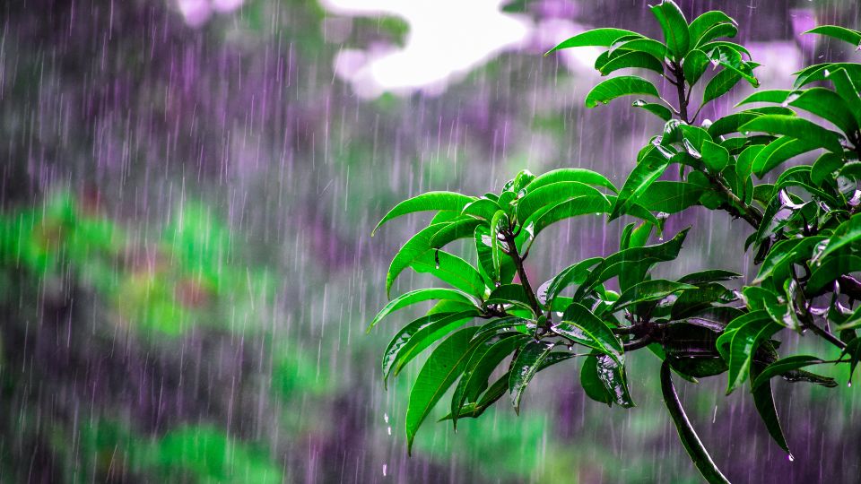 acid rain falling on plants and wildlife