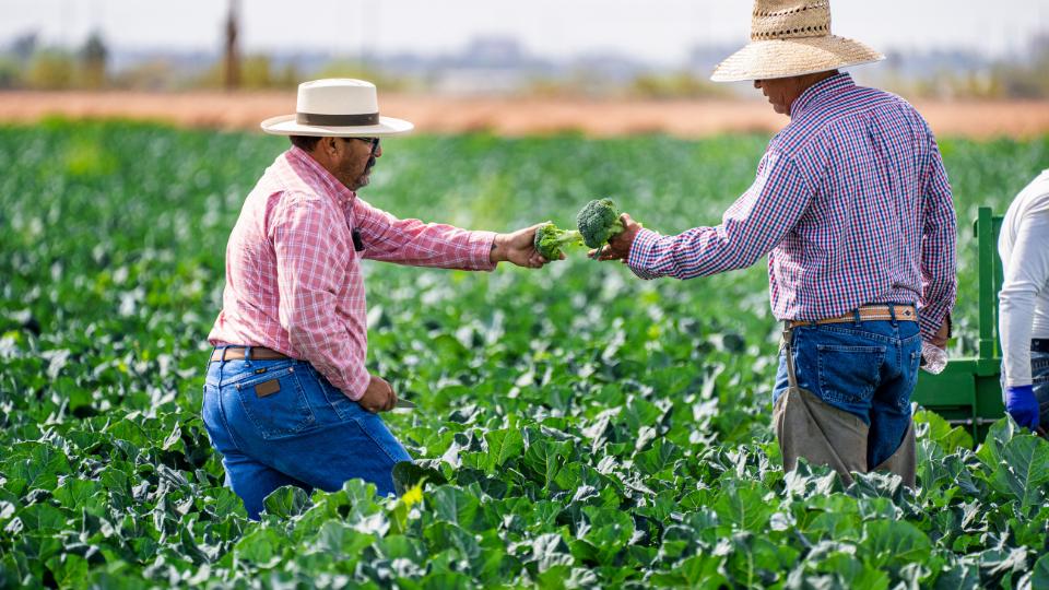 farmers picking broccoli from their farm