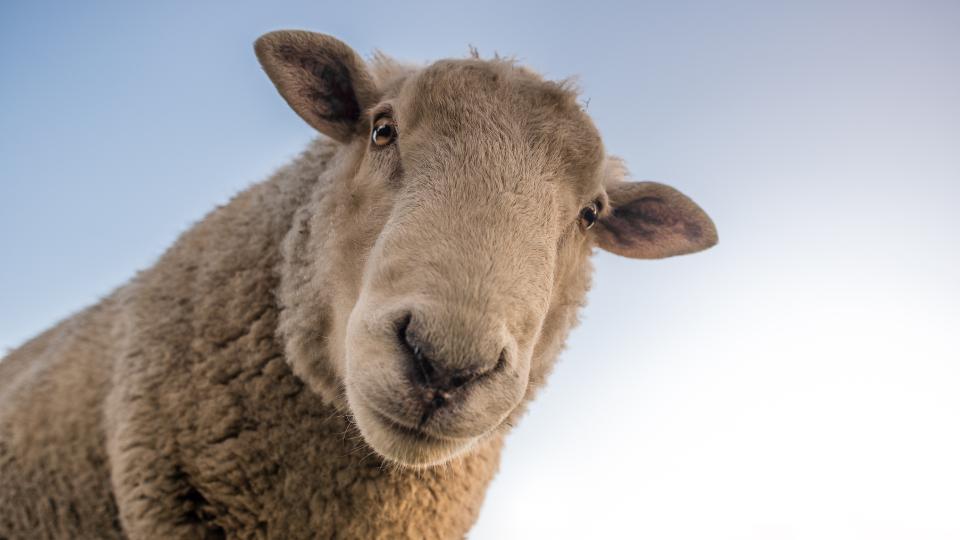 a sheep looking into the camera living on an agricultural farm