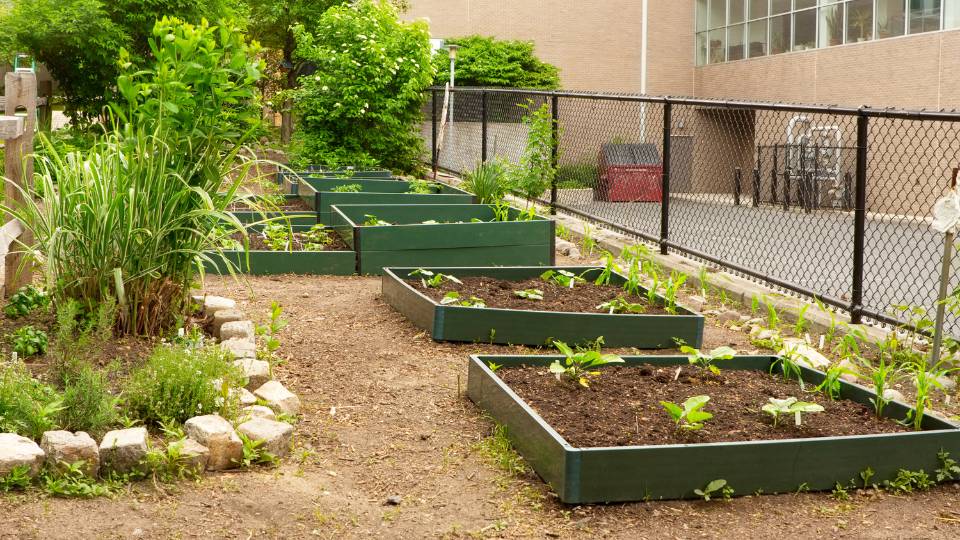 a school in the UK composting and growing sustainable vegetables 