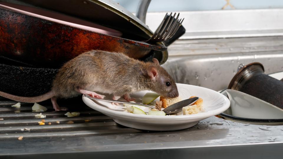 Rat on a plate of food scrapings on top of a kitchen sink
