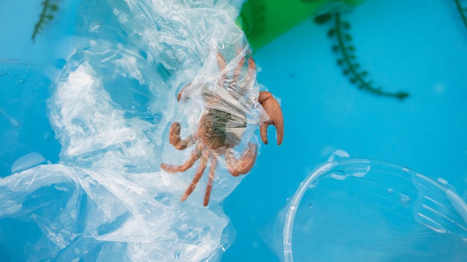 Crab entangled in plastic bag in the ocean.