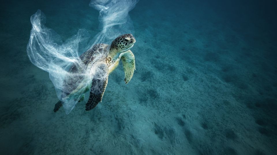 Sea turtle caught in plastic bag in the ocean.