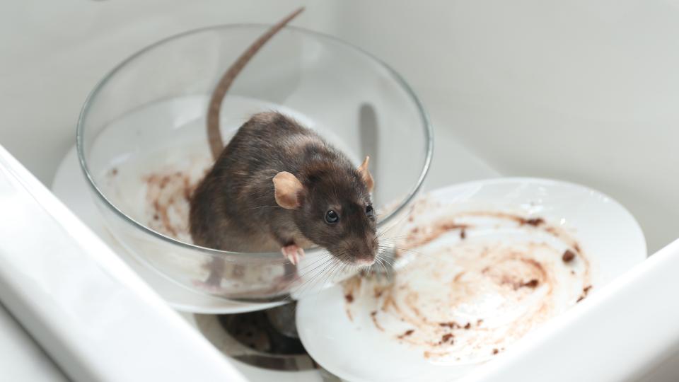 a rat in a kitchen sink with dirty dishes