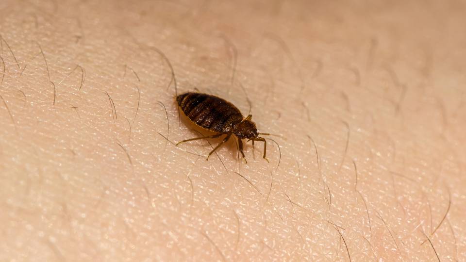 a brown bed bug crawling on human skin