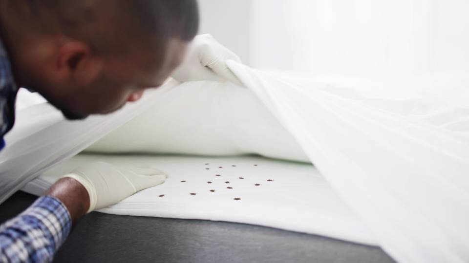 blood stains and bed bugs on a mattress in a hotel room
