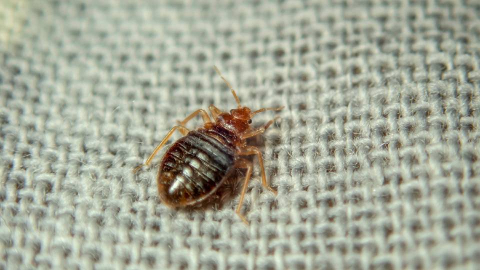 A brown bedbug on a hotel bed