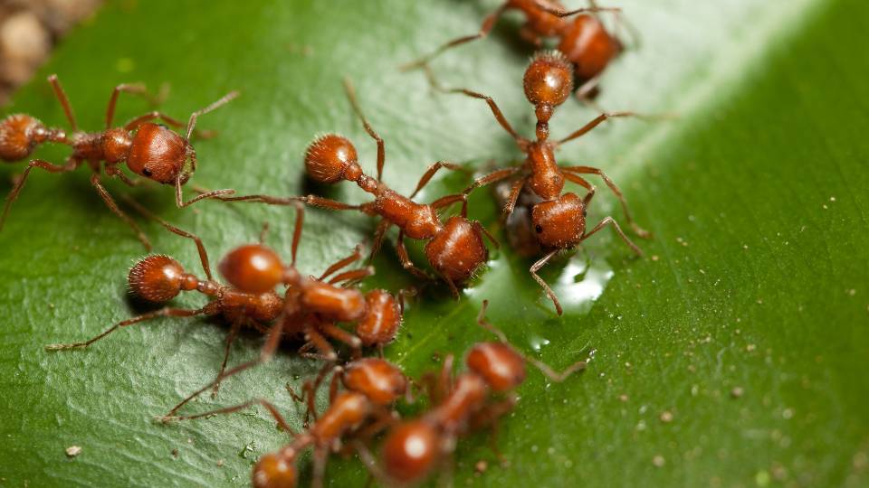 ants on a leaf