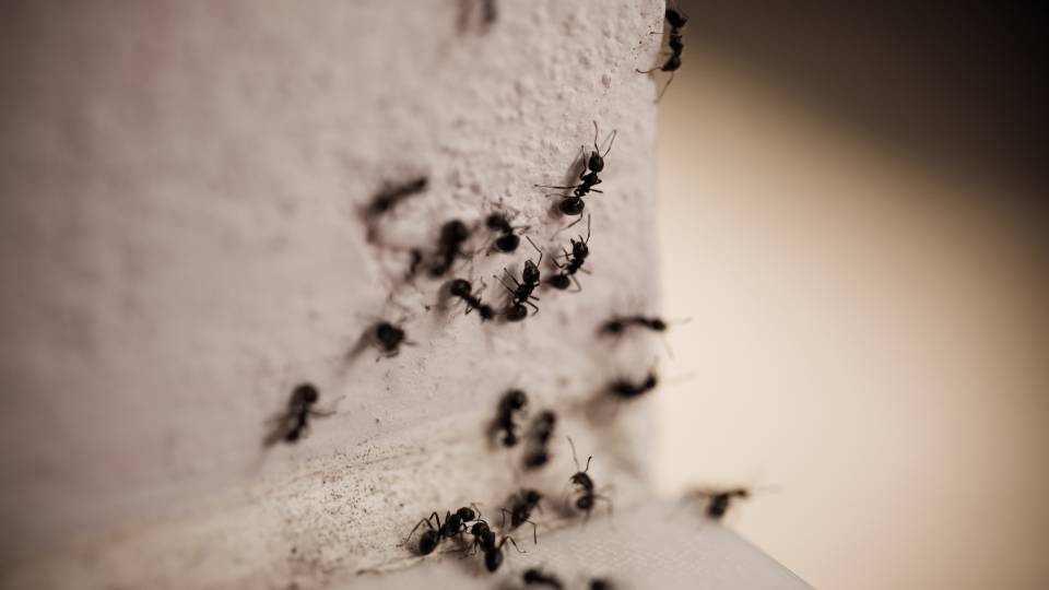 ant infestation in a UK business pest control needed