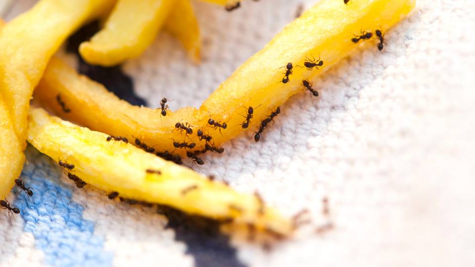 ant infestation on chips in a UK restaurant