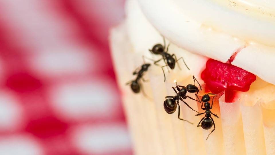 ant infestation in a UK bakery eating cupcake