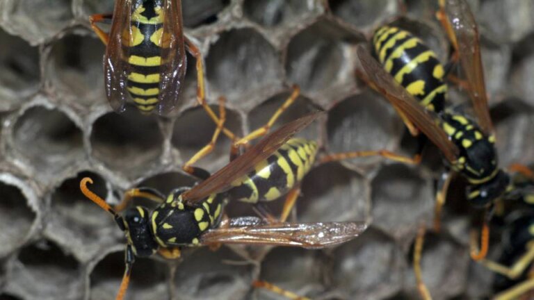 How to Get Pest Control for Bees & Wasps | Waste Managed