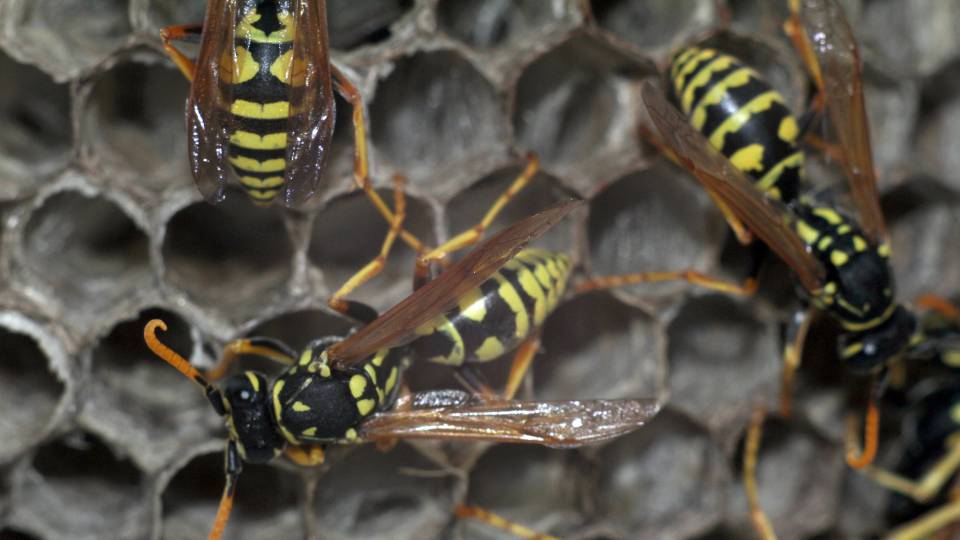 a wasp infestation building a hive in a UK business