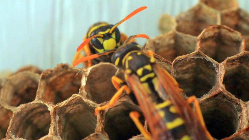 two wasps infesting a shop in the UK 