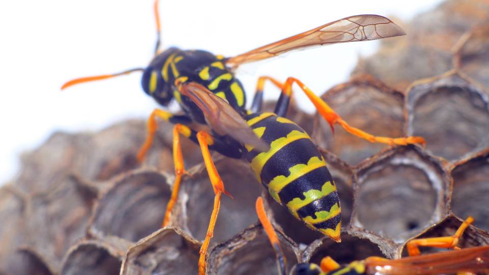 close up picture of a wasp infestation