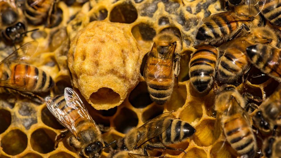 wasps in a hive infesting a UK business