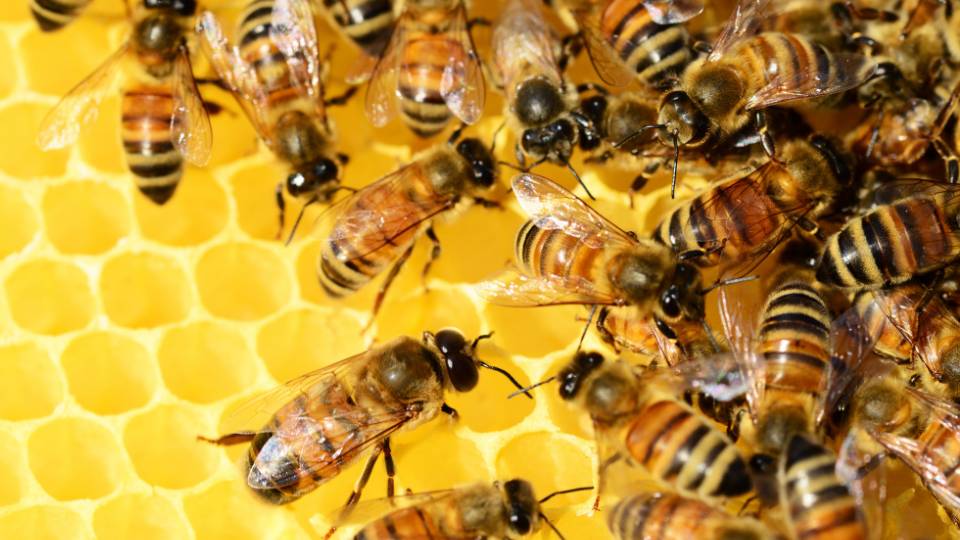 pests bees and wasps in a UK business