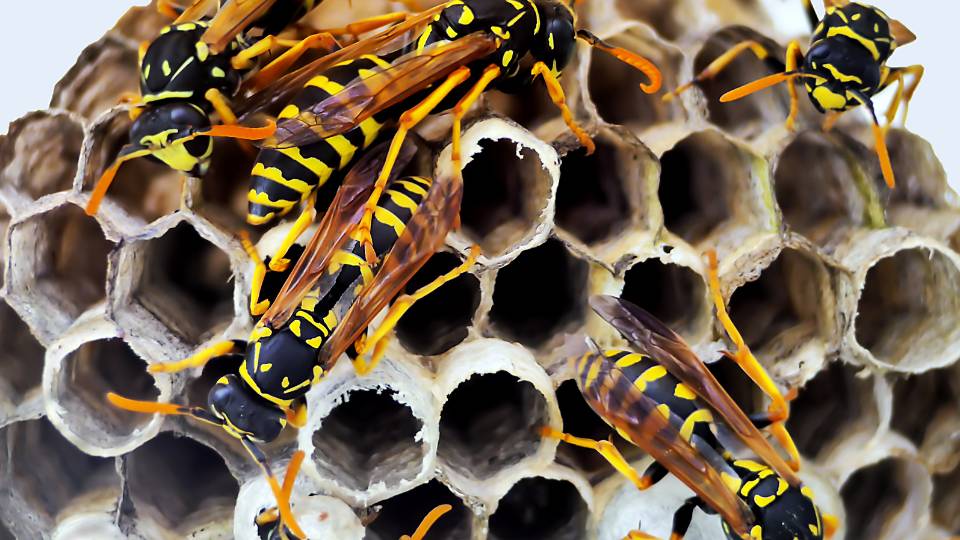 wasp and bee infestation in a UK business