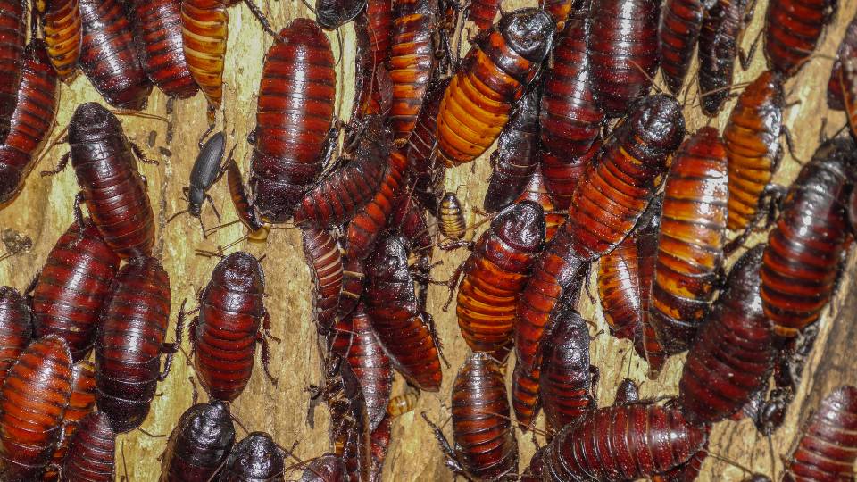 a huge cockroach infestation in the UK