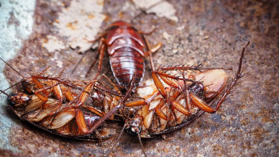 cockroaches infesting a UK business