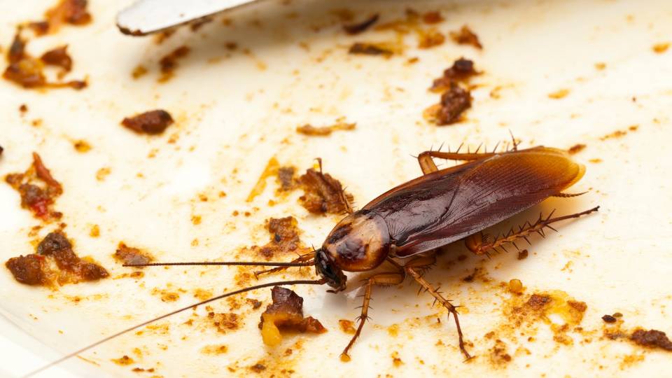 Cockroach infestation in a UK restaurant