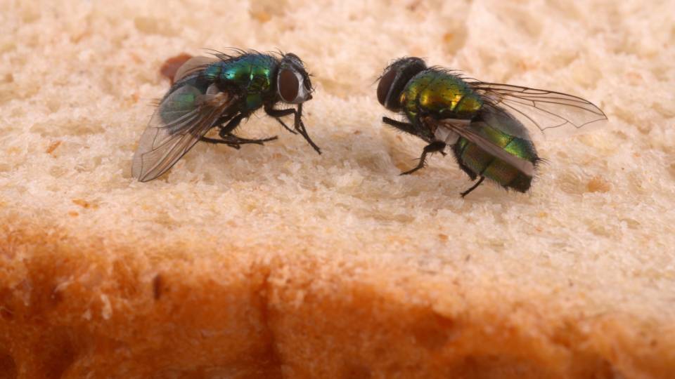 two flies on a piece of bread in a UK business