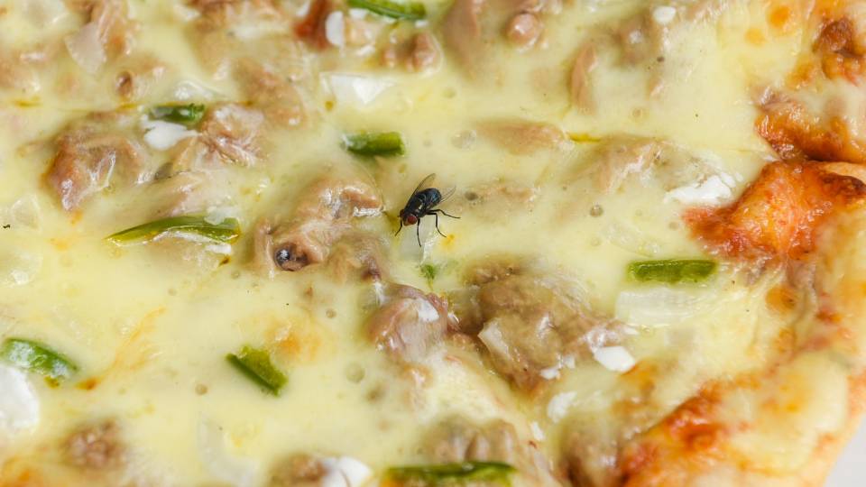 a fly infestation in a takeaway in the UK 