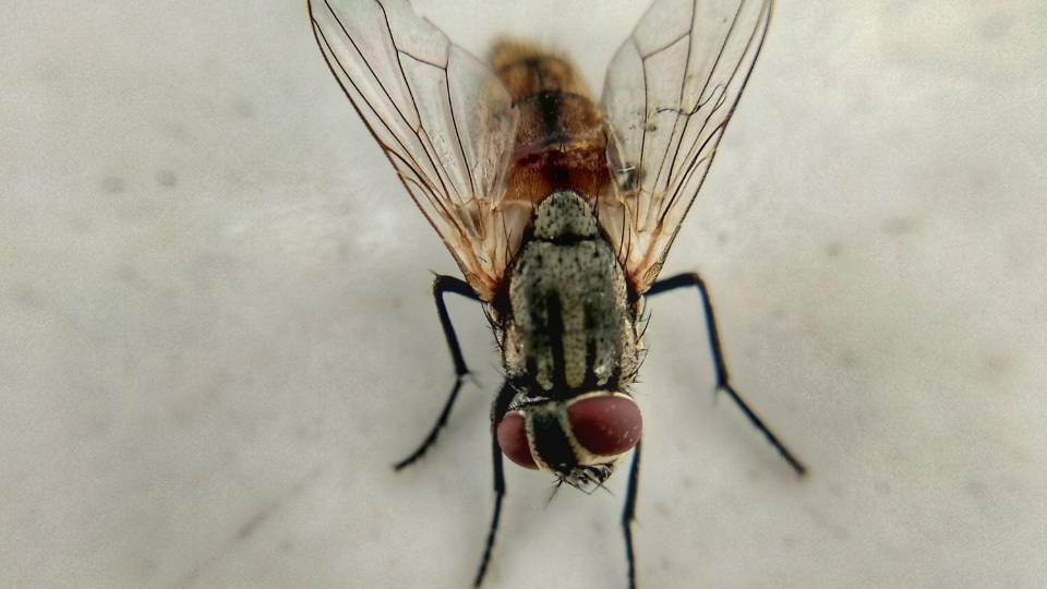 a fly on a kitchen countertop in a UK restaurant