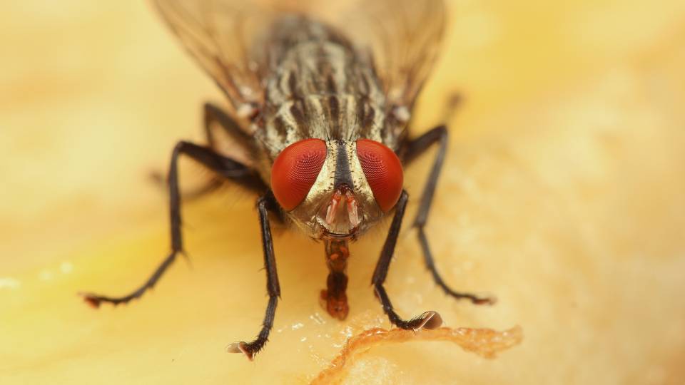 a close up picture of a fly