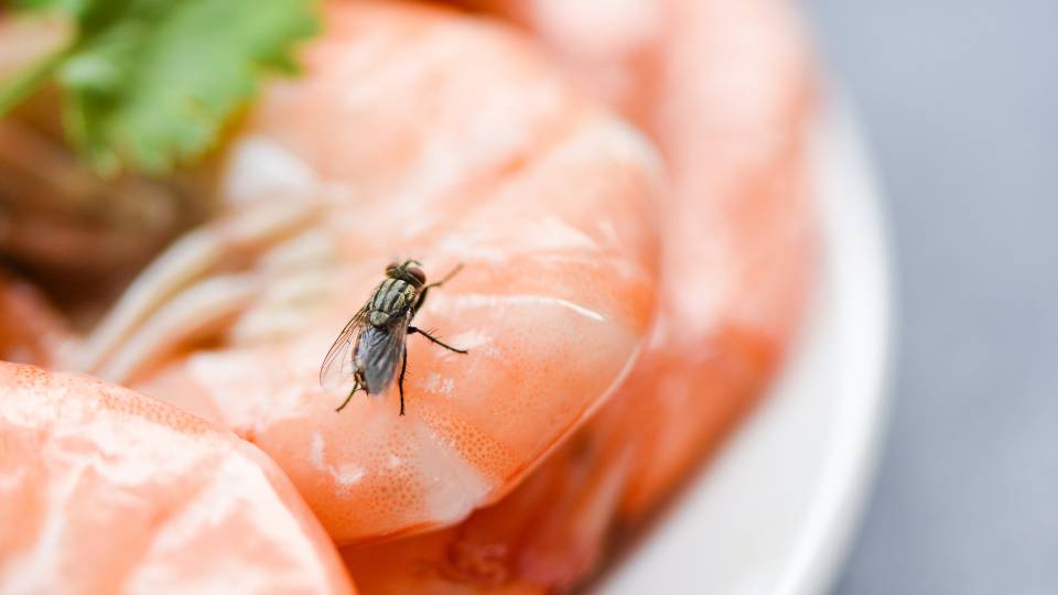 a fly sitting on some food in a restautant