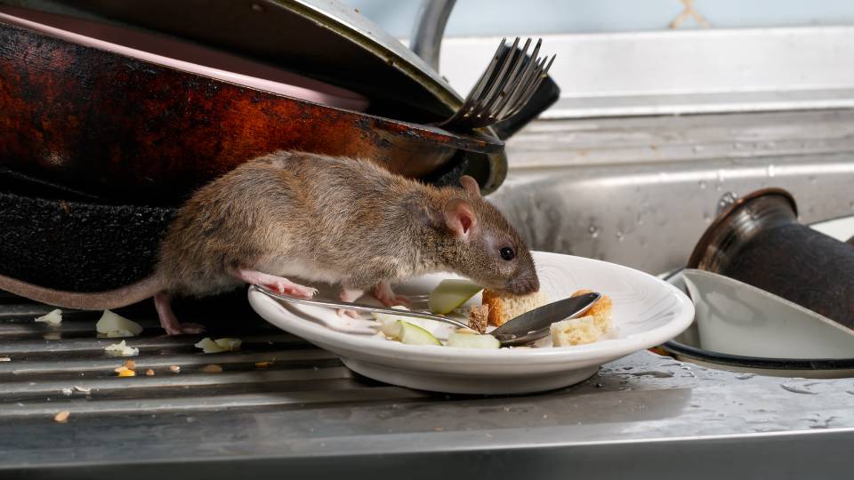 rat climbing over dirty dishes in UK restaurant