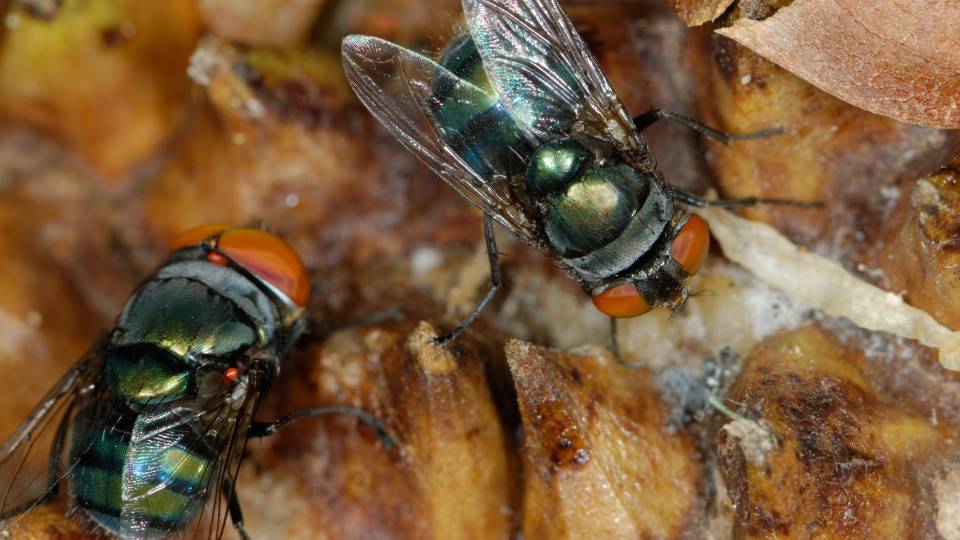 close up of some flies on food in UK business