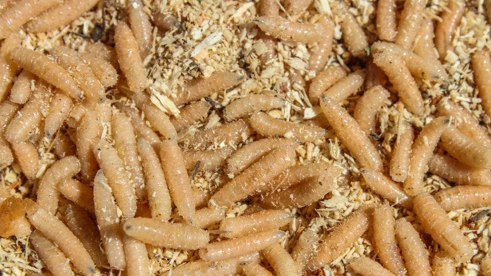 maggots digesting food in a wheelie bin in the a UK business