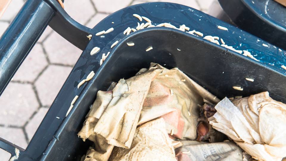 maggots on the corner of a wheelie bin in the a UK business