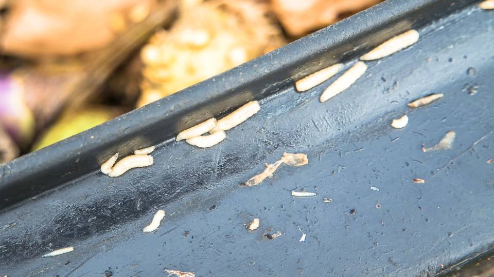 close up of maggots in a wheelie bin in the a UK business