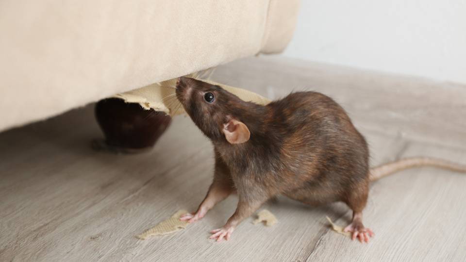 Mouse gnawing at furniture in a UK business