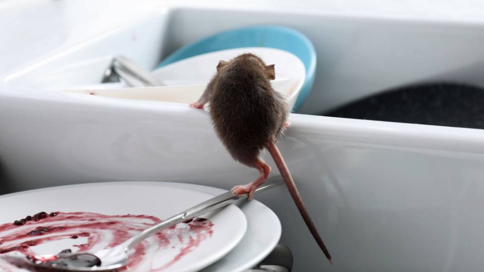 Mice crawling over dirty plates left in a UK business