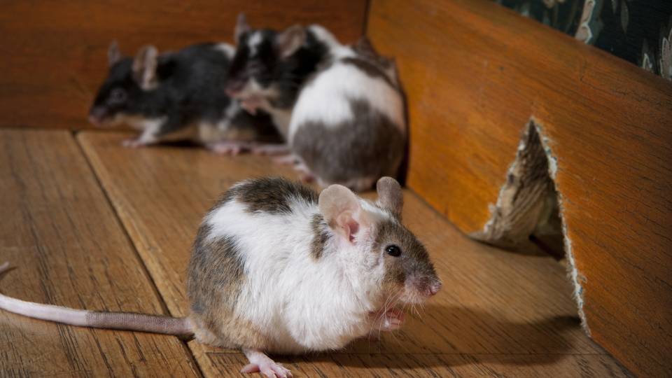 mice in a UK business chewing through walls