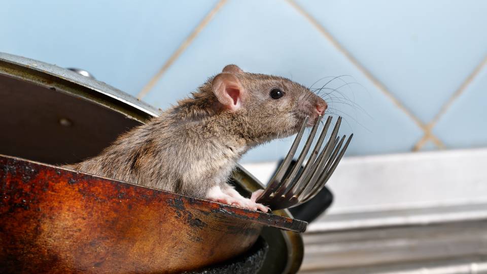 a rat in a kitchen spreading germs