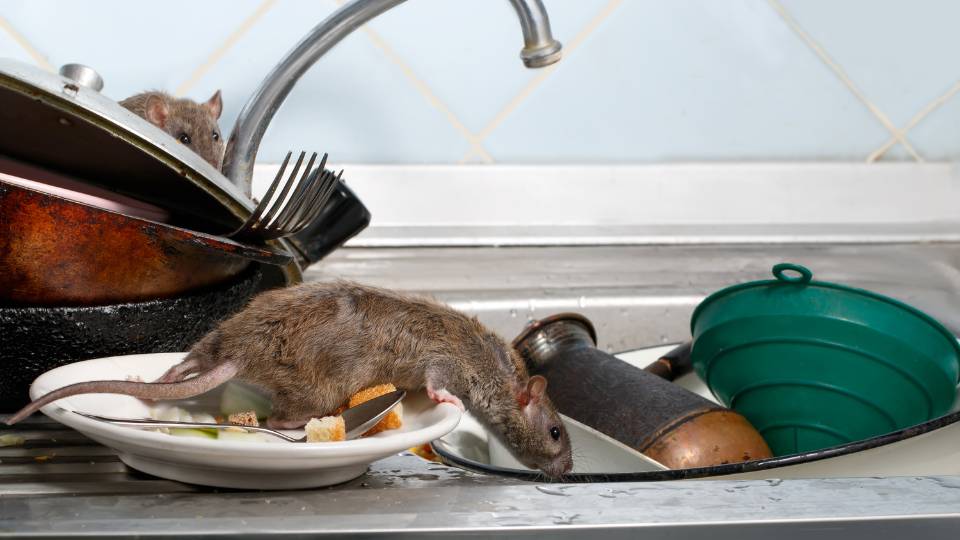 a rat infestation in a UK restaurant climbing through sink