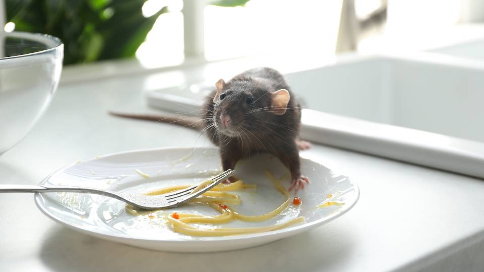 a rat eating food off a plate in a UK restaurant kitchen