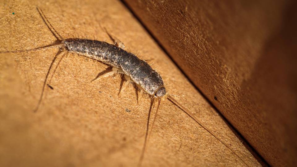 silverfish destroying property in a UK business