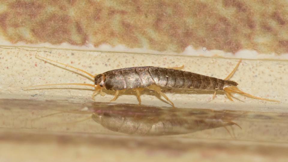 silverfish infestation in a UK business
