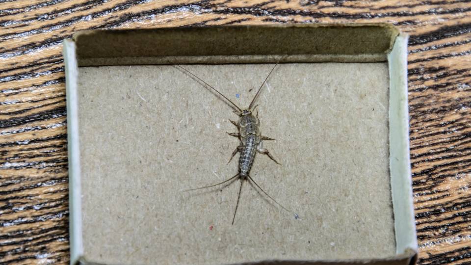 silverfish trapped in a box in a UK business