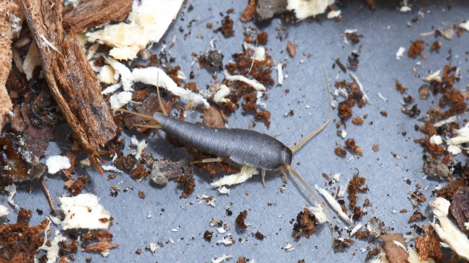 silverfish infestation on the floor of a UK business 