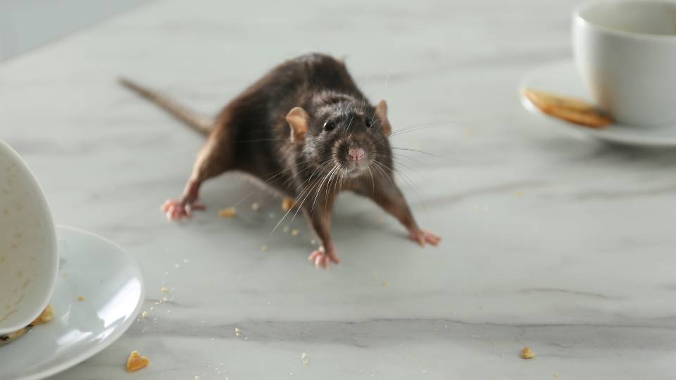 a rat in a restaurant with a low hygiene rating