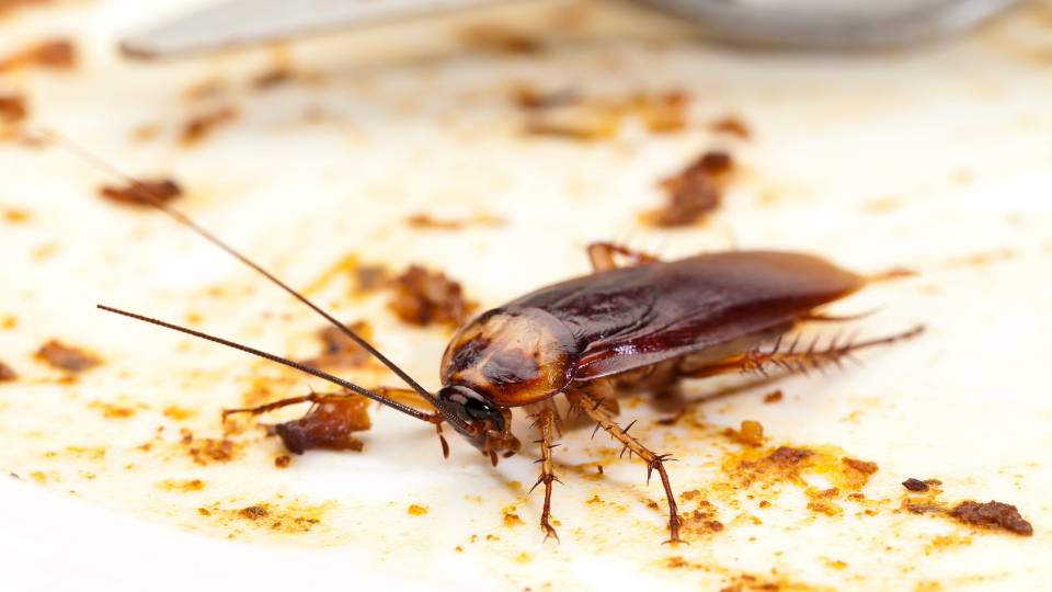 a dirty cockroach in a low hygiene rated restaurant